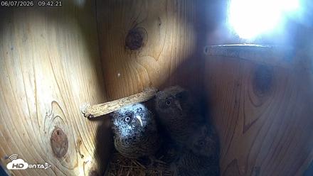 Eastern Screech Owl Live Cam - Jun 7, 2026, 10:55am CDT