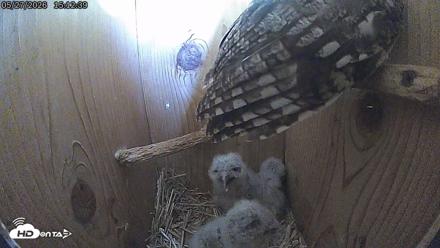 Eastern Screech Owl Live Cam - May 27, 2026, 3:13pm CDT