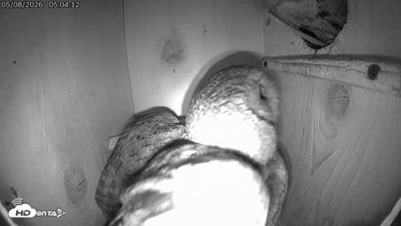 Eastern Screech Owl Live Cam - May 8, 2026, 5:17am CDT