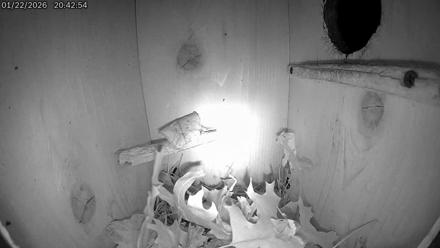 Eastern Screech Owl Live Cam - Jan 23, 2026, 4:05am CST