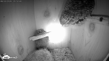 Eastern Screech Owl Live Cam - Jun 10, 2026, 5:54am CDT