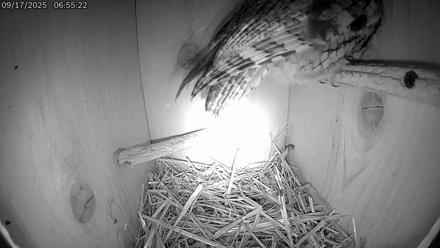 Eastern Screech Owl Live Cam - Sep 17, 2025, 8:24am CDT