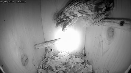 Eastern Screech Owl Live Cam - Mar 3, 2026, 7:04pm CST