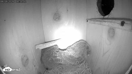 Eastern Screech Owl Live Cam - Jun 16, 2026, 12:53am CDT
