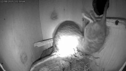 Eastern Screech Owl Live Cam - Dec 8, 2025, 12:05pm CST