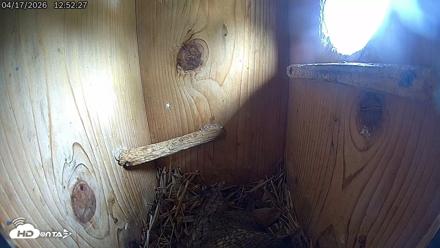 Eastern Screech Owl Live Cam - Apr 17, 2026, 8:13pm CDT