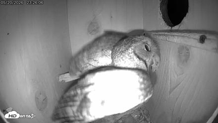 Eastern Screech Owl Live Cam - May 21, 2026, 7:12am CDT