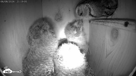 Eastern Screech Owl Live Cam - Jun 9, 2026, 12:00am CDT