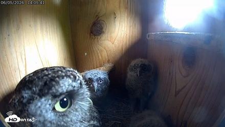Eastern Screech Owl Live Cam - Jun 5, 2026, 2:07pm CDT