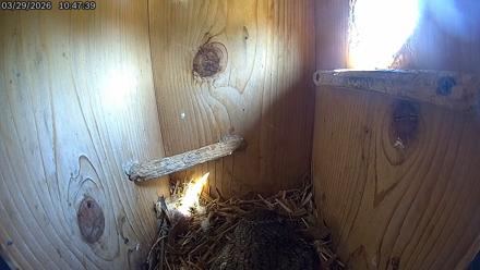 Eastern Screech Owl Live Cam - Mar 29, 2026, 10:50am CDT