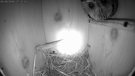 Eastern Screech Owl Live Cam - Jan 16, 2026, 10:30am CST