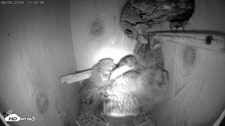 Eastern Screech Owl Live Cam - Jun 5, 2026, 10:44pm CDT