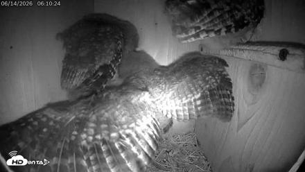 Eastern Screech Owl Live Cam - Jun 14, 2026, 8:43am CDT