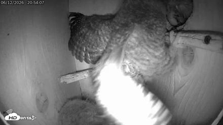 Eastern Screech Owl Live Cam - Jun 12, 2026, 9:35pm CDT