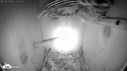 Eastern Screech Owl Live Cam - Apr 26, 2026, 1:56pm CDT