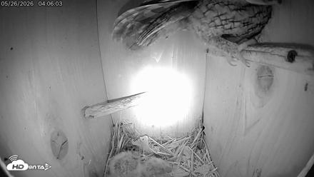 Eastern Screech Owl Live Cam - May 26, 2026, 4:06am CDT