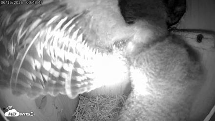 Eastern Screech Owl Live Cam - Jun 15, 2026, 1:07am CDT