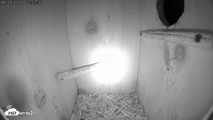 Eastern Screech Owl Live Cam - Jun 19, 2026, 2:34am CDT