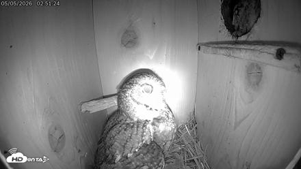 Eastern Screech Owl Live Cam - May 5, 2026, 2:54am CDT