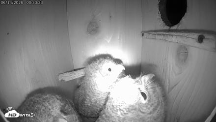 Eastern Screech Owl Live Cam - Jun 14, 2026, 12:34am CDT