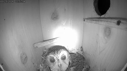 Eastern Screech Owl Live Cam - Mar 24, 2026, 6:48am CDT