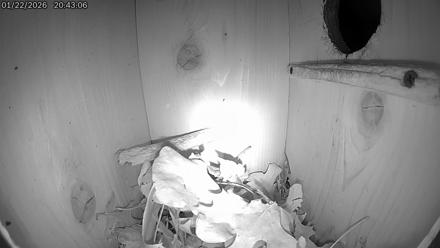 Eastern Screech Owl Live Cam - Jan 23, 2026, 4:08am CST