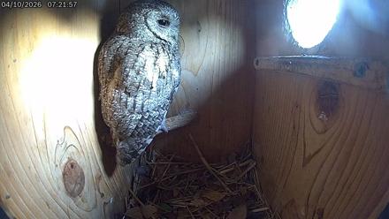 Eastern Screech Owl Live Cam - Apr 10, 2026, 7:22am CDT