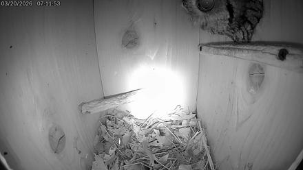 Eastern Screech Owl Live Cam - Mar 20, 2026, 7:31am CDT