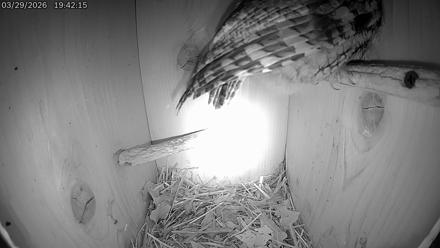 Eastern Screech Owl Live Cam - Mar 30, 2026, 3:33am CDT
