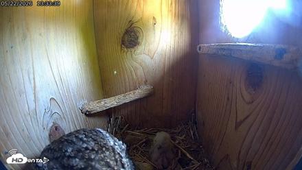 Eastern Screech Owl Live Cam - May 22, 2026, 1:37pm CDT