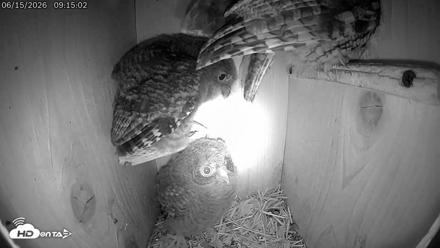 Eastern Screech Owl Live Cam - Jun 15, 2026, 5:28pm CDT