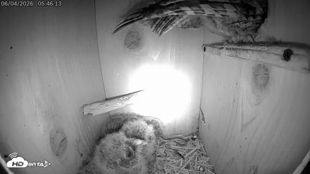Eastern Screech Owl Live Cam - Jun 4, 2026, 6:13am CDT