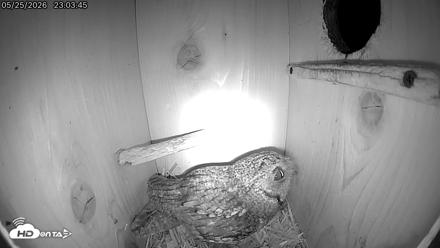 Eastern Screech Owl Live Cam - May 25, 2026, 11:06pm CDT