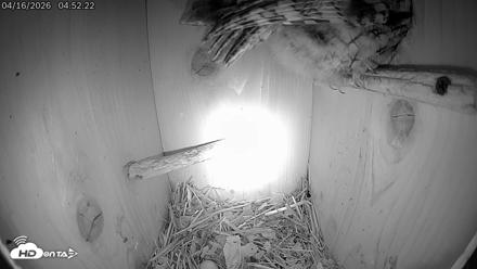 Eastern Screech Owl Live Cam - Apr 16, 2026, 11:50am CDT