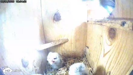 Eastern Screech Owl Live Cam - May 31, 2026, 9:09am CDT
