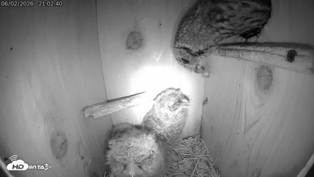 Eastern Screech Owl Live Cam - Jun 2, 2026, 10:12pm CDT