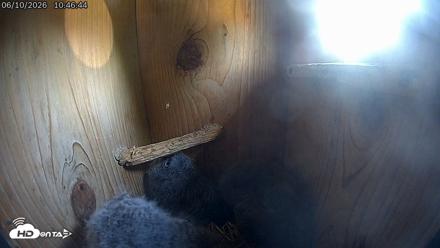 Eastern Screech Owl Live Cam - Jun 10, 2026, 10:47am CDT