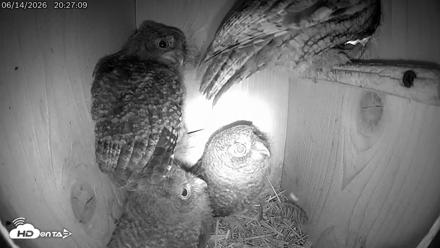 Eastern Screech Owl Live Cam - Jun 14, 2026, 11:29pm CDT