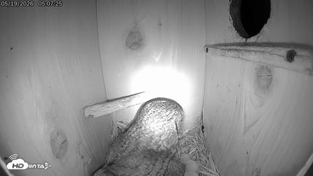 Eastern Screech Owl Live Cam - May 19, 2026, 5:11am CDT