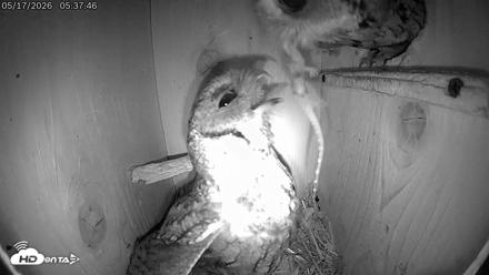 Eastern Screech Owl Live Cam - May 17, 2026, 8:59am CDT