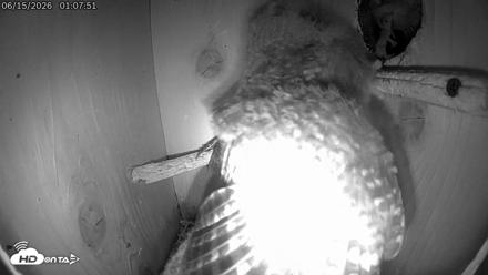 Eastern Screech Owl Live Cam - Jun 15, 2026, 1:47am CDT