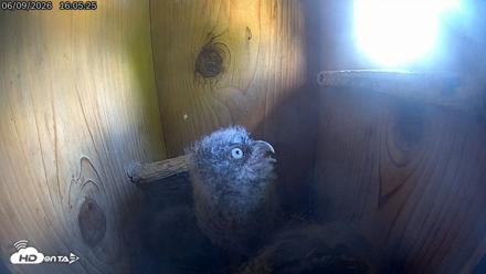 Eastern Screech Owl Live Cam - Jun 9, 2026, 7:47pm CDT