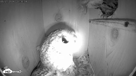 Eastern Screech Owl Live Cam - May 17, 2026, 11:03pm CDT