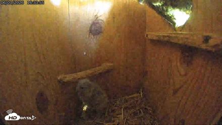Eastern Screech Owl Live Cam - Jun 1, 2026, 6:30pm CDT