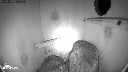 Eastern Screech Owl Live Cam - May 16, 2026, 4:12am CDT