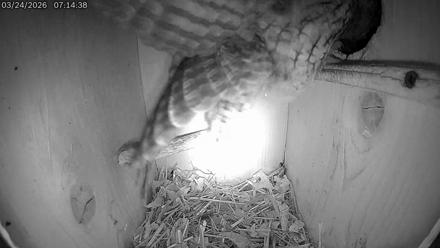 Eastern Screech Owl Live Cam - Mar 24, 2026, 7:48am CDT