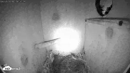 Eastern Screech Owl Live Cam - Apr 19, 2026, 6:53am CDT