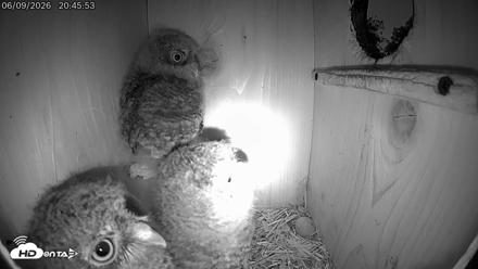 Eastern Screech Owl Live Cam - Jun 9, 2026, 10:47pm CDT
