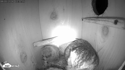 Eastern Screech Owl Live Cam - Jun 5, 2026, 1:04pm CDT