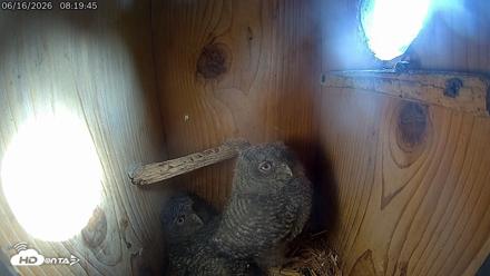 Eastern Screech Owl Live Cam - Jun 16, 2026, 8:20am CDT